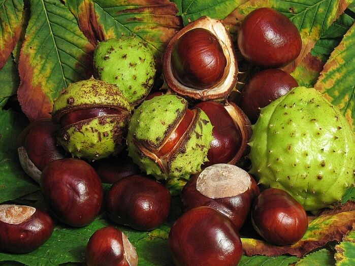Horse chestnut for preparing infusion from VRV