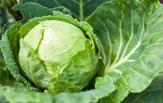 For therapeutic compresses for varicose veins, white cabbage is used. 